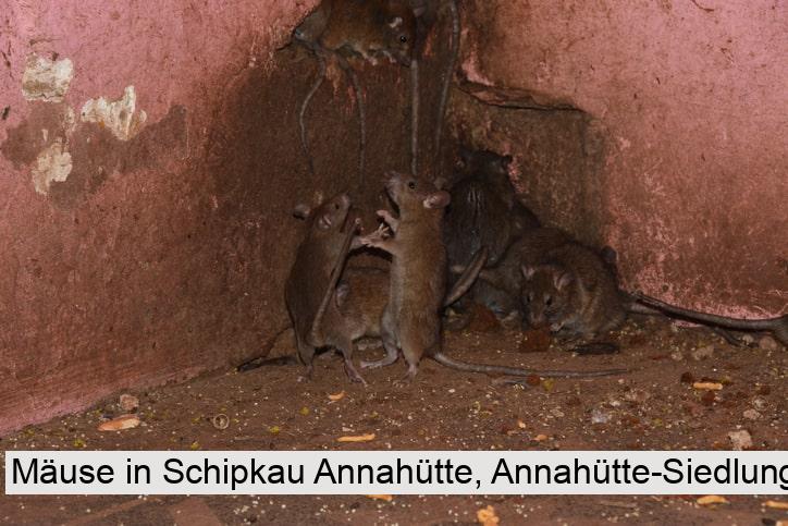 Mäuse in Schipkau Annahütte, Annahütte-Siedlung